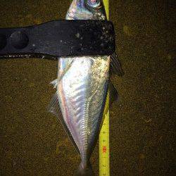 大阪南港アジング　豆&小アジのアタリ多く高活性、ジャンボも釣れました