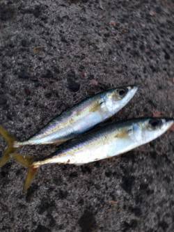 大阪南港にてサビキ釣り　15時頃サバの回遊…