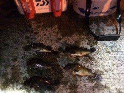 淡輪でフロート流し釣り　今回はチャート系がよかったです