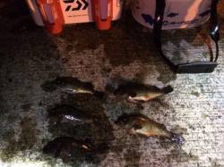 淡輪でフロート流し釣り　今回はチャート系が…