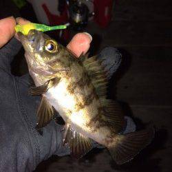 大阪南港　釣り納めのメバリングで満足釣行