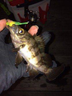 大阪南港　釣り納めのメバリングで満足釣行