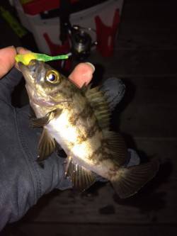 大阪南港　釣り納めのメバリングで満足釣行