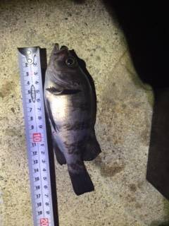 舞子周辺にて久々のメバリング　メバルは中層…