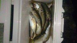 おのころ愛ランド周辺　アジングはまだまだいけそうです☆