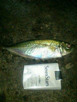 家島 風がある中でもアジラッシュあり