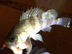 深日漁港　釣納めのメバリングは怒涛の入れ食いタイムあり