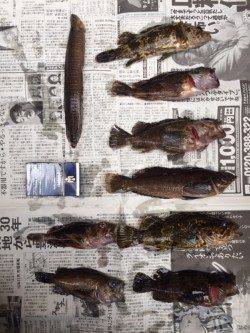 小島　2泊3日のランガン釣行でタケノコメバル中心の釣果