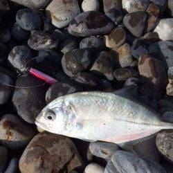 新宮　大浜にてショアジギング　メッキが釣れました♪