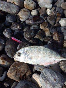 新宮　大浜にてショアジギング　メッキが釣れました♪