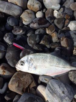 新宮　大浜にてショアジギング　メッキが釣れ…