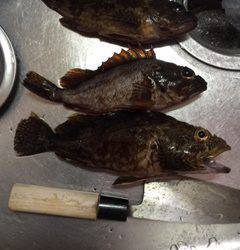 尾崎漁港　メバリングでメバル＆ガシラ☆