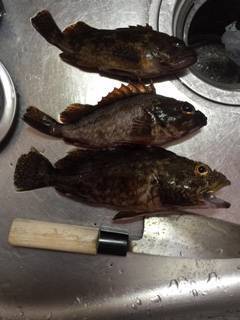 尾崎漁港　メバリングでメバル＆ガシラ☆