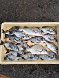 マリーナシティ海釣り公園　紀州釣りでチヌ1…