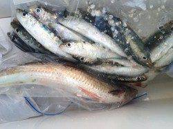 マリーナシティ海釣り公園　1時間のサビキ釣りでイワシ