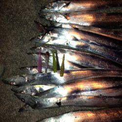 姫路　ウキ釣りからチェンジのワインドでタチウオ13本