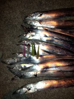 姫路　ウキ釣りからチェンジのワインドでタチ…