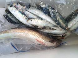 マリーナシティ海釣り公園　1時間のサビキ釣…