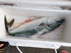 マリーナシティ釣り堀でメジロ・マダイ〜活きアジで青物&ダンゴで鯛狙い！