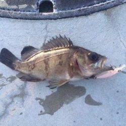 江井ヶ島周辺　プラッキング中心でメバル狙ってきました