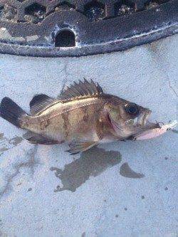 江井ヶ島周辺　プラッキング中心でメバル狙ってきました