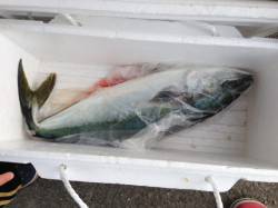 マリーナシティ釣り堀でメジロ・マダイ〜活き…