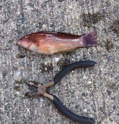 兵庫突堤　ガシラ狙いの胴突き仕掛けに人生初のカレイがヒットしました