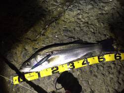 紀ノ川河口 久しぶりのシーバス釣行