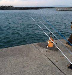 淡輪漁港にアナゴ狙いにへ　外道ではハゼが良く釣れました