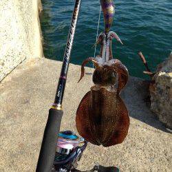 仮屋でエギング　スラックジャークでアオリ&コウイカ