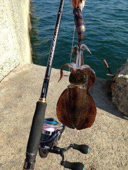 仮屋でエギング　スラックジャークでアオリ&コウイカ