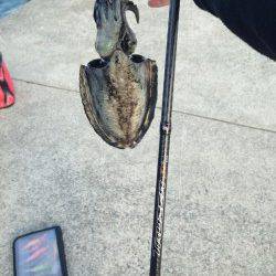 仮屋でエギング　スラックジャークでアオリ&コウイカ