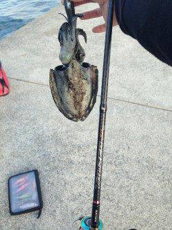 仮屋でエギング　スラックジャークでアオリ&コウイカ