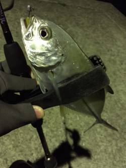 有田漁港メッキ爆釣　リフト&フォー…