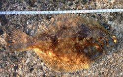 須磨　朝からの投げ釣りでカレイ狙い　エサはアオイソメの房掛け