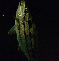 白浜周辺の漁港をジグヘッド＋イシゴカイでランガンしてきました