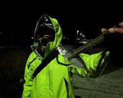 炬口周辺　爆風の中風裏でアジング　重めのＪ…