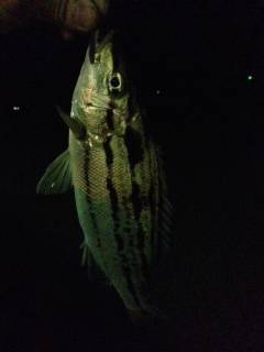白浜周辺の漁港をジグヘッド＋イシゴカイでランガンしてきました