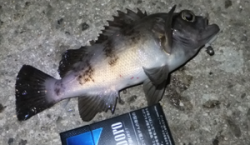 家島　風がある中でもアジラッシュあり