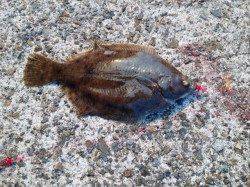 須磨　朝からの投げ釣りでカレイ狙い　エサはアオイソメの房掛け