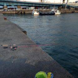 大阪南港にてサビキ釣り　15時頃サバの回遊、アジは夕方に入れ食いタイム