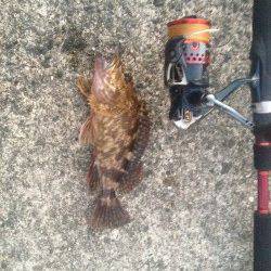 佐野漁港周辺でメバル・ガシラ　1投目から終了まで根魚当たりっぱなしでした！