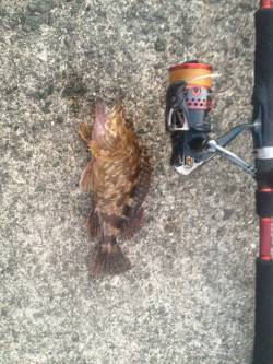 佐野漁港周辺でメバル・ガシラ　1投目から終…