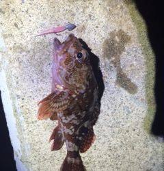 舞子周辺にて久々のメバリング　メバルは中層、ガシラは底できました