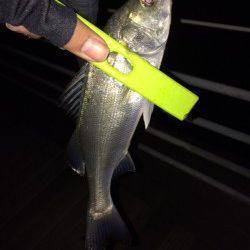 大阪南港　釣り納めのメバリングで満足釣行