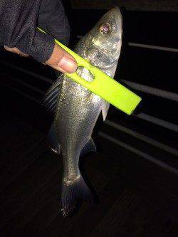 大阪南港　釣り納めのメバリングで満足釣行