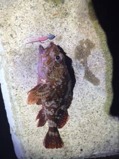 舞子周辺にて久々のメバリング　メバルは中層、ガシラは底できました