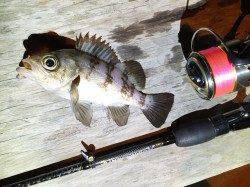 深日漁港　釣納めのメバリングは怒涛の入れ食いタイムあり