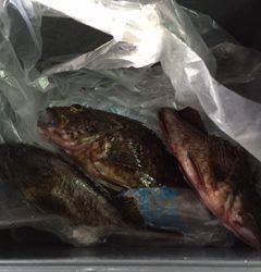 尾崎漁港　メバリングでメバル＆ガシラ☆