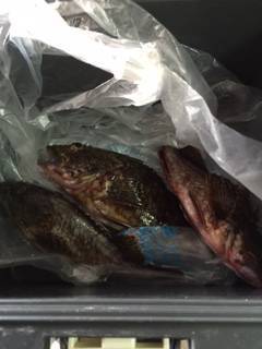 尾崎漁港　メバリングでメバル＆ガシラ☆